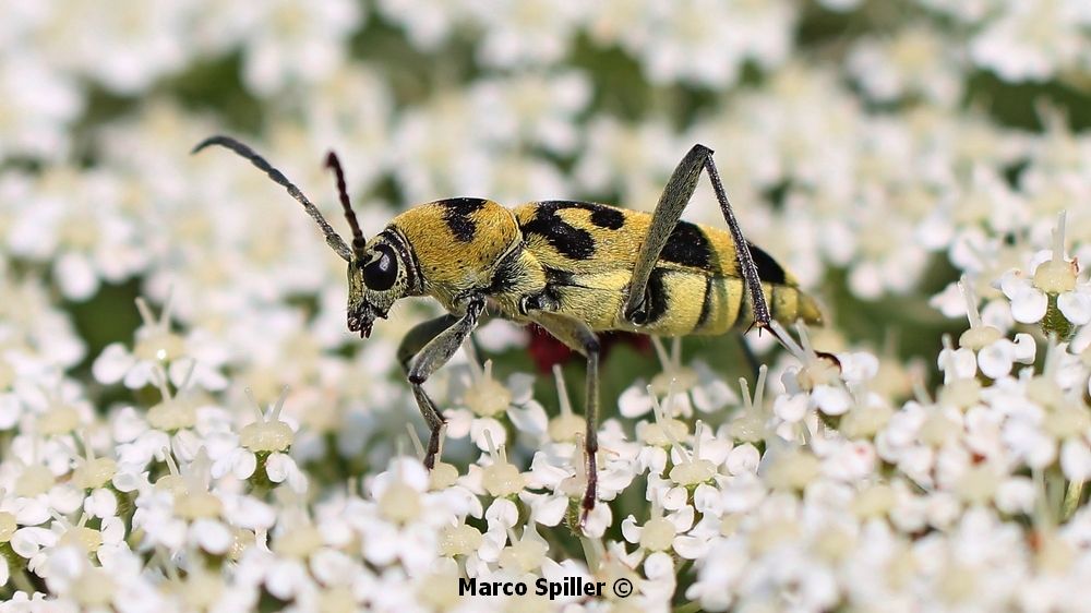 Chlorophorus varius